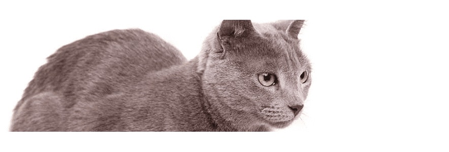dieta-dla-kota-jak-odpowiedzialnie-urozmaicic-jadlospis-przysmakami__optimized_1605789899170.png