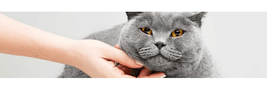 kot-nie-chce-jesc-mokrej-karmy-sprawdz-jakie-moga-byc-powody_optimized_1605790184887.png