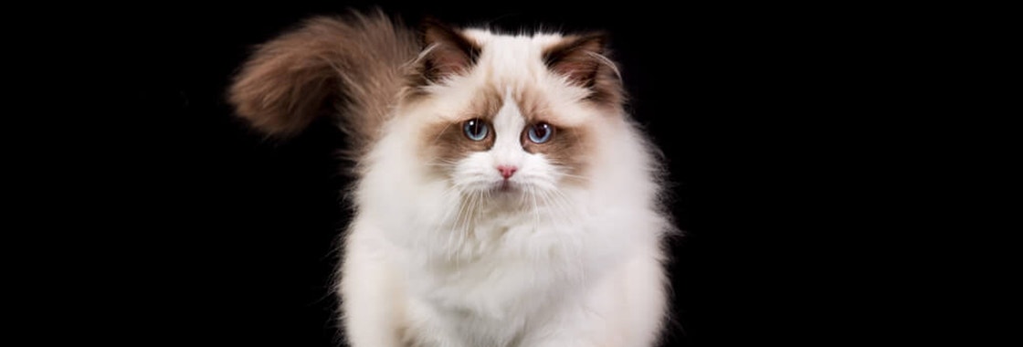 large_kot-rasy-ragdoll-cena-charakter-pielegnacja_1620737422928.jpeg