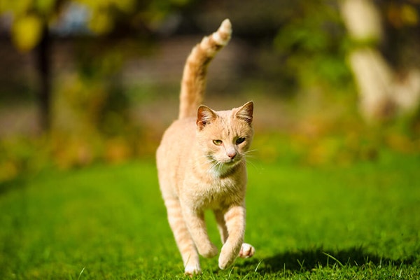 thumb_tauryna-dla-kota-jakie-ma-znaczenie-dla-kota__1625579051774.jpeg