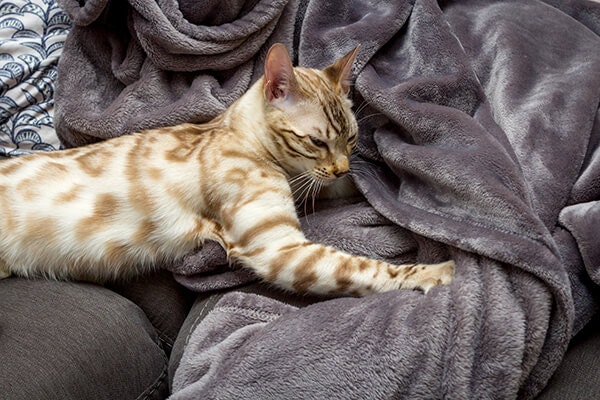 cat kneading hero mobile