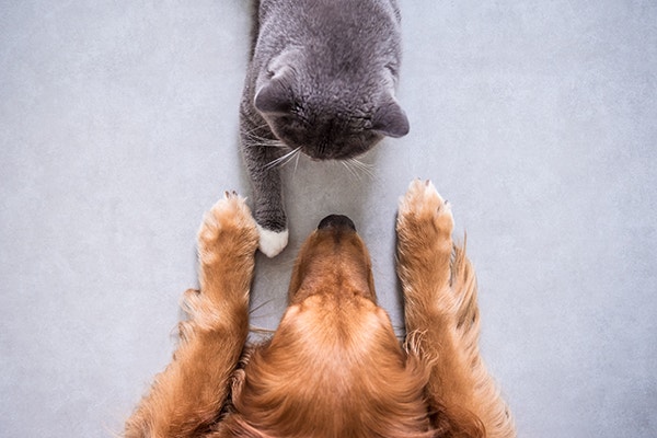 Szary kot i golden retriver leżą naprzeciwko siebie w niewielkim odstępie