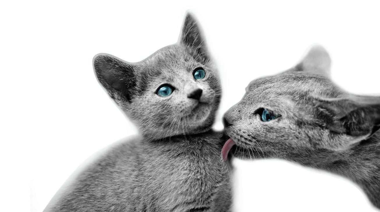 cats