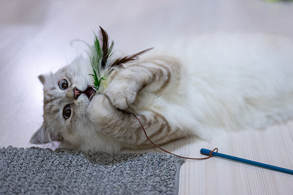 biały kot leżący na podłodze bawiący się zabawką dla kotów