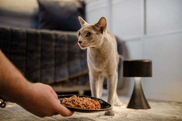 szary kot patrzący na człowieka podającego mu jedzenie