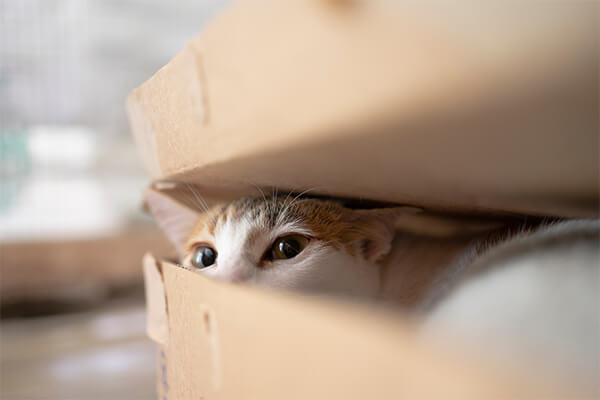biało-rudy kot wychylający głowę z pudełka