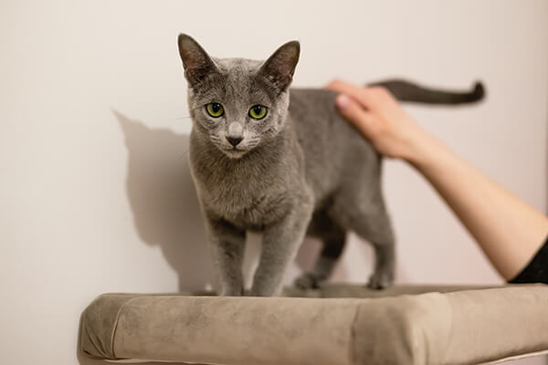 opiekun głaszcze szarego kota, który stoi na oparciu kanapy