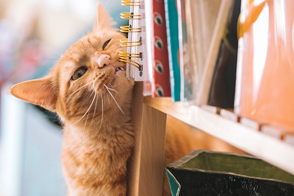 Rudy kot ociera się o drewniany regał z książkami