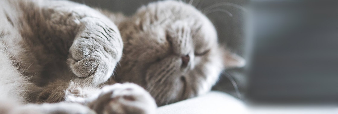large_co-lubin-jeia-koty_1632841881839.jpeg