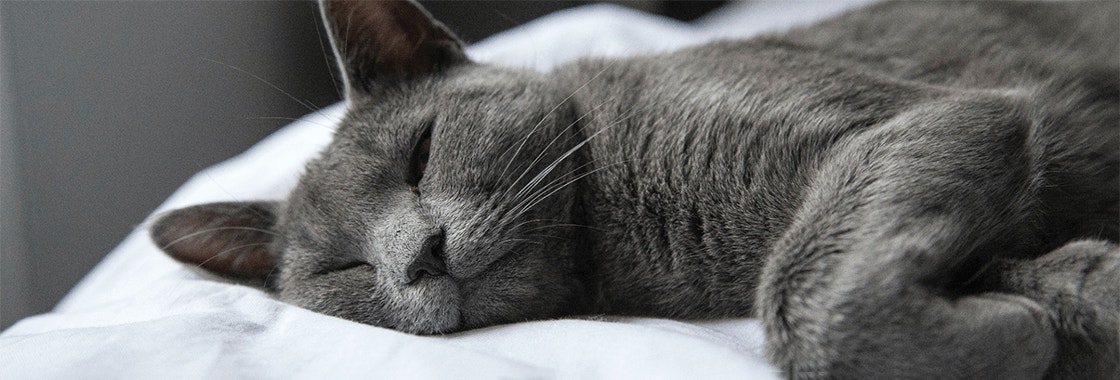 szary kot śpiący na poduszce