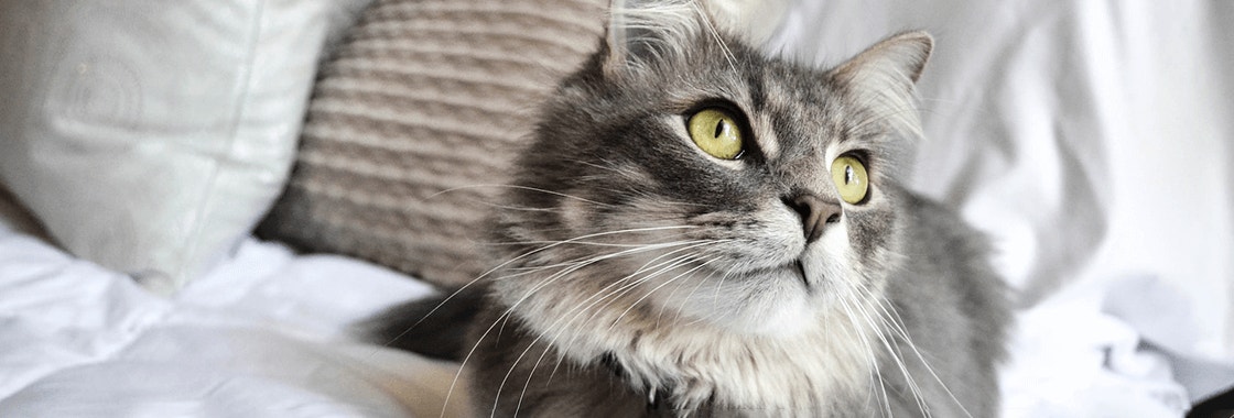 puszysty szary kot leżący na białej kołdrze