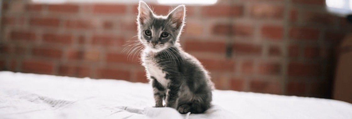 mały szary kotek siedzący na łóżku na tle ceglanej ściany