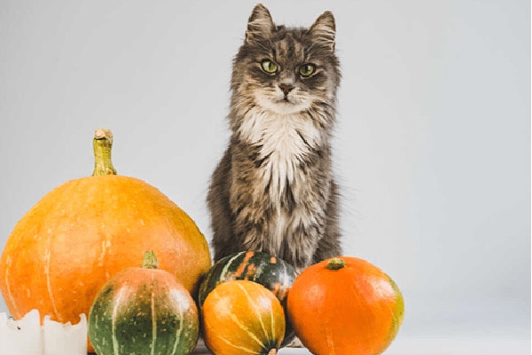 jakie-warzywa-dla-kota_-sprawdz-co-urozmaici-jego-zbilansowany-jadlospis