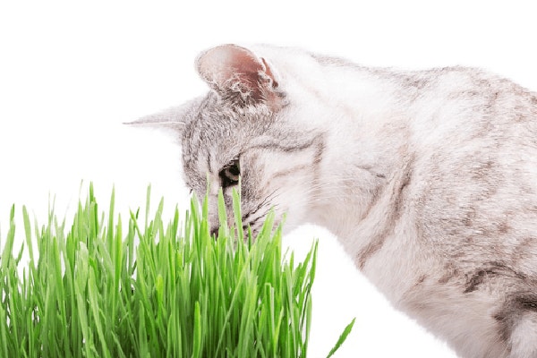 karma-mokra-dla-kota-wykwintny-element-kociego-menu