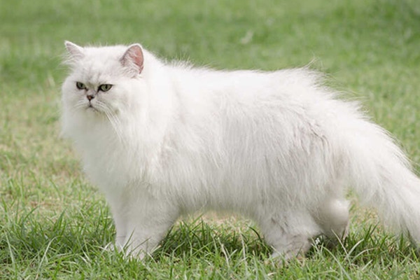 kot-zakopuje-jedzenie_-sprawdz-co-to-moze-oznaczac