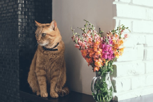 rosliny-bezpieczne-dla-kota-te-gatunki-nie-zrobia-krzywdy-waszemu-pupilowi