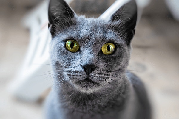 thumb_jak-nauczyc-kota-korzystania-z-kuwety