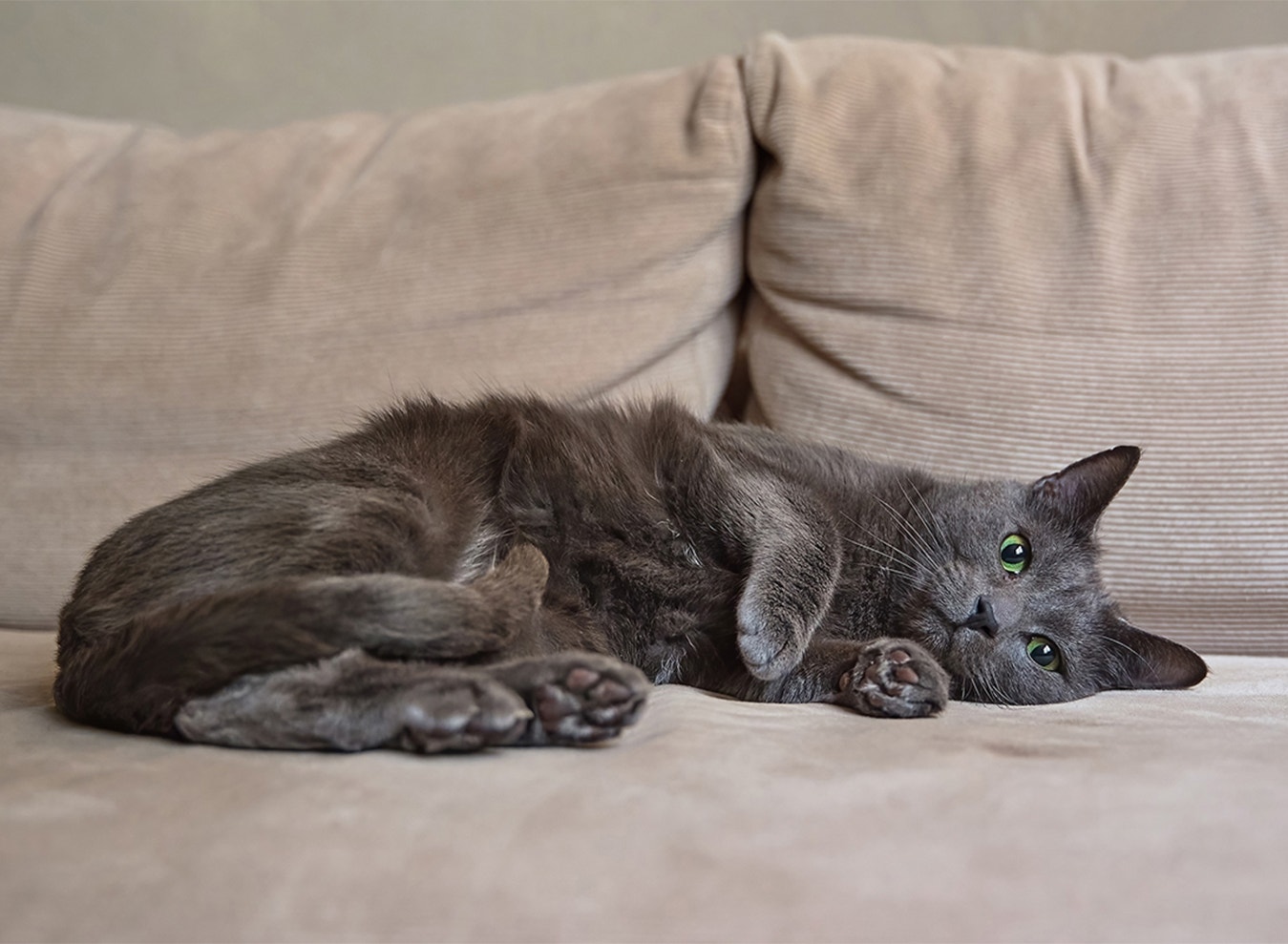Stwórz miejsca, które Twój kot będzie mógł nazwać swoimi