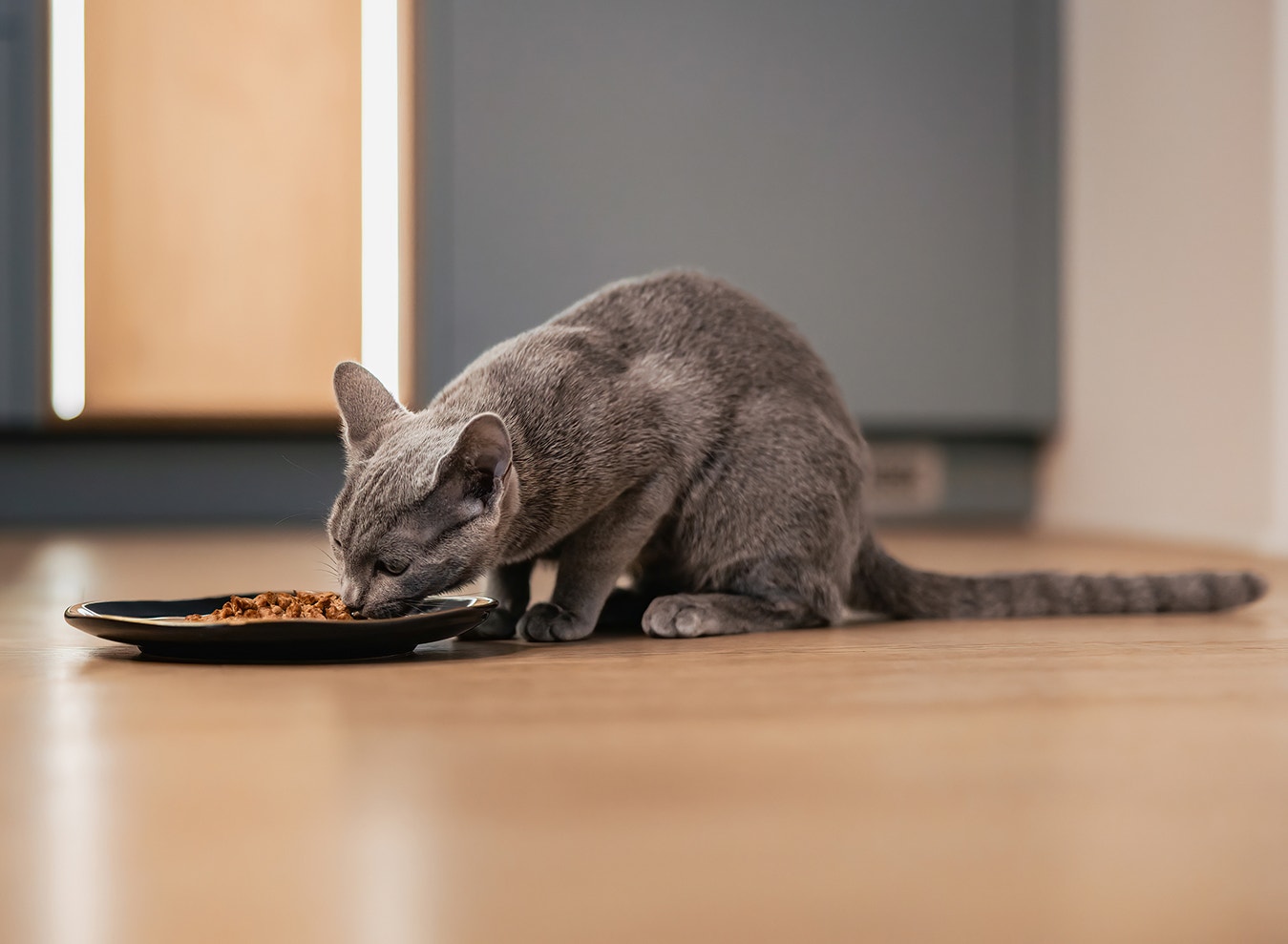 Karm kota za pomocą więzi, nie tylko posiłków