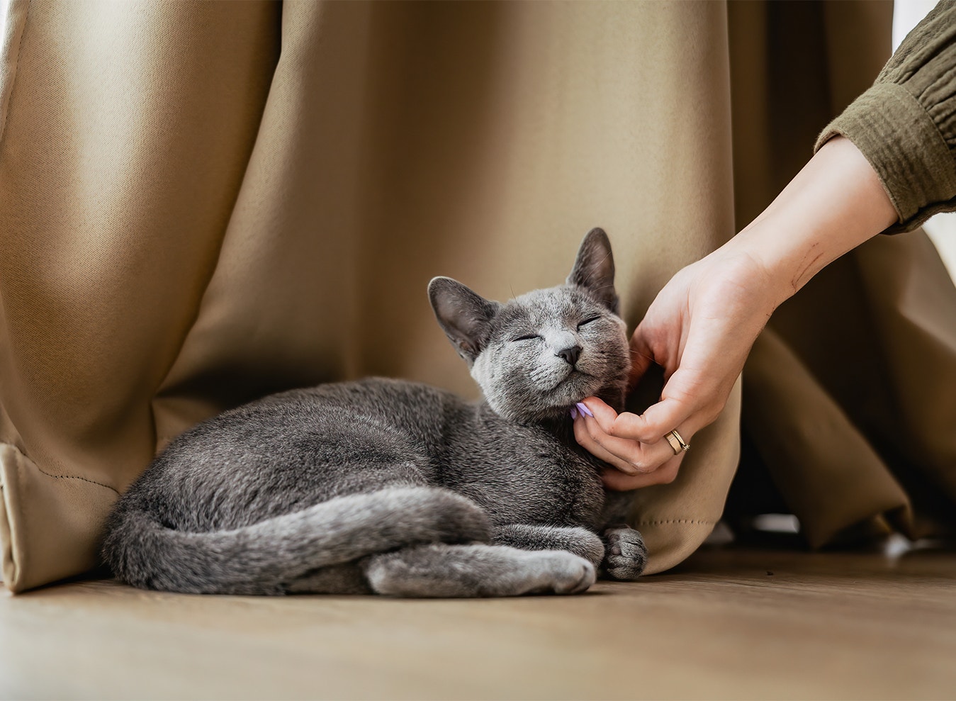 Podążaj za swoim kotem