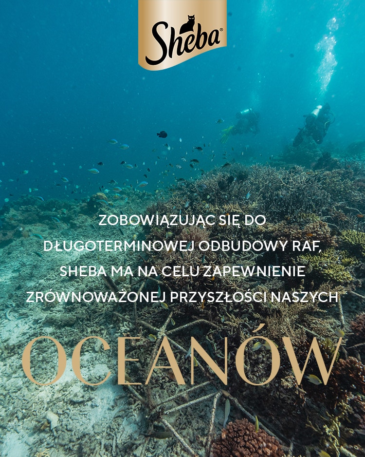 ocenanow