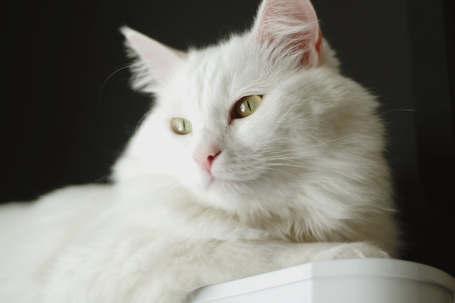 kot angora turecka