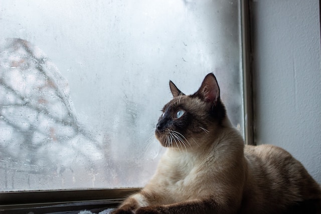 kot syjamski leżący koło okna