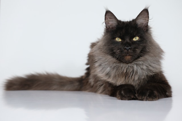 kot maine coon