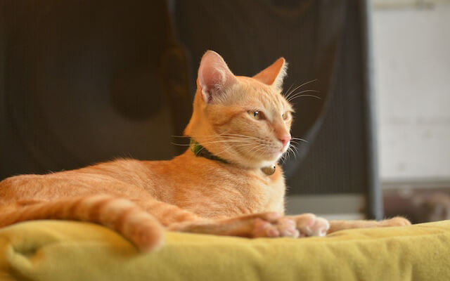 rudy kot z obrożą z dzwonkiem leżący na zielonej poduszce