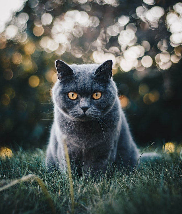 kot brytyjski siedzący na trawie