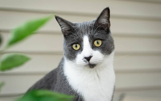szary kot z białą plamą na szyi siedzący na tle jasnej ściany